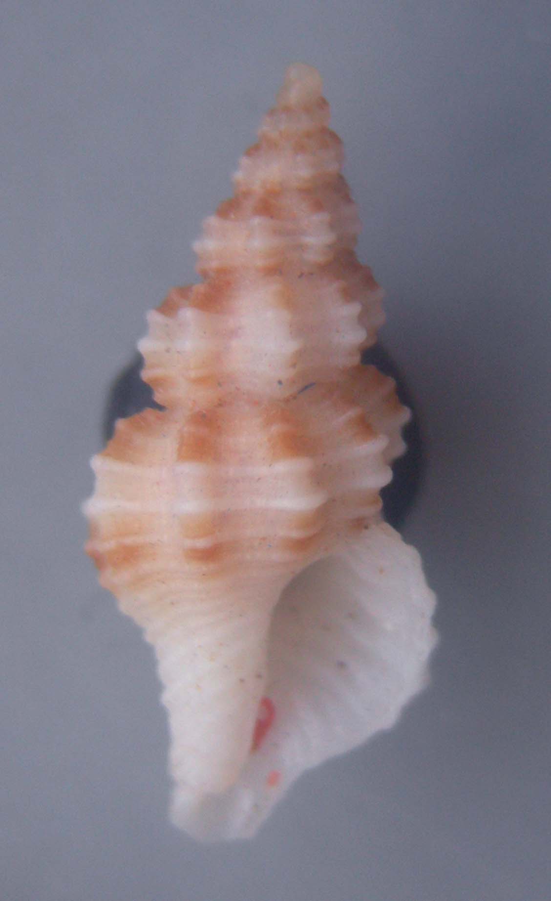 fusinus pulchellus
